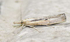 Thaumatopsis pexellus