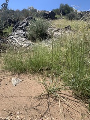 Sporobolus cryptandrus