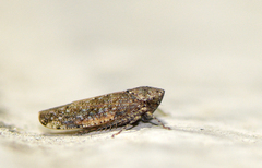Paraphlepsius