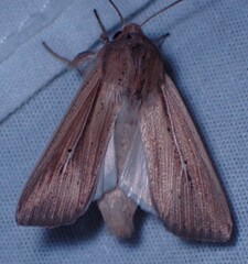 Leucania phragmitidicola