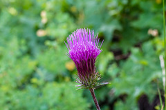 Cirsium andersonii