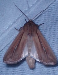 Leucania phragmitidicola