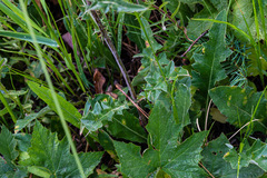 Cirsium andersonii
