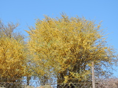 Geoffroea decorticans