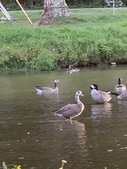 Anser anser × Branta canadensis