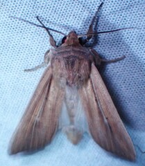 Leucania phragmitidicola