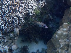 Neoniphon sammara