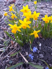 Narcissus