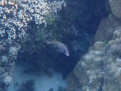 Neoniphon sammara