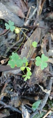Oxalis pes-caprae