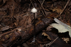 Mycena filopes