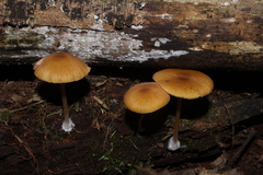 Entoloma formosum