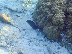 Gymnothorax javanicus