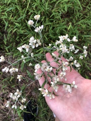 Pseudognaphalium