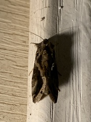 Chrysodeixis includens