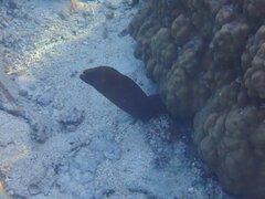 Gymnothorax javanicus