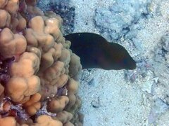 Gymnothorax javanicus
