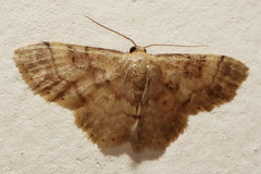Idaea