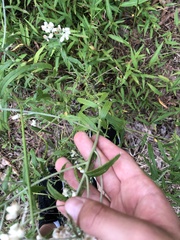 Pseudognaphalium