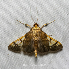 Ulopeza idyalis