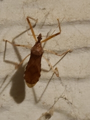 Rocconota annulicornis