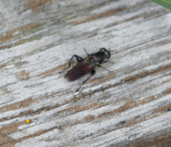 Chalcosyrphus piger