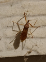 Rocconota annulicornis