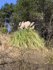 Cortaderia selloana