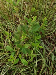 Rubus cuneifolius