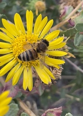 Apis mellifera