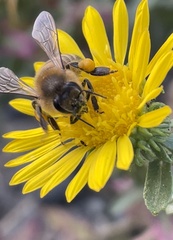 Apis mellifera