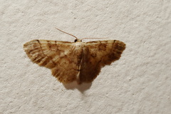 Idaea