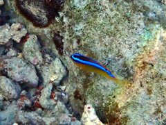 Chrysiptera leucopoma