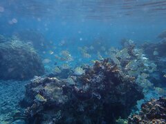Acanthurus triostegus