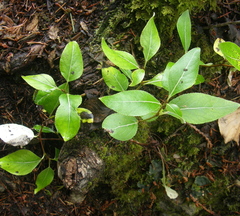 Populus