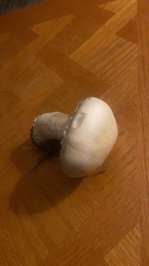 Agaricus bisporus