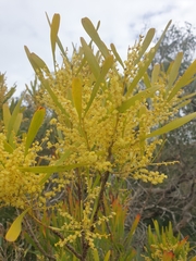 Acacia floribunda