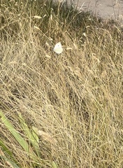 Pieris rapae