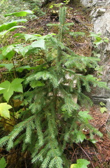Picea
