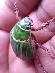 Chrysina adelaida
