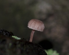 Mycena meliigena