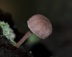 Mycena meliigena