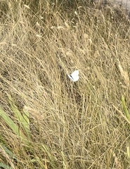 Pieris rapae
