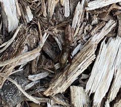 Allonemobius fasciatus