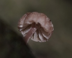 Mycena meliigena