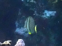Acanthurus guttatus