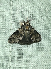 Lymantria kettlewelli