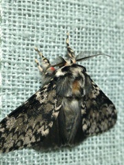 Lymantria kettlewelli