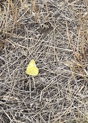 Colias philodice