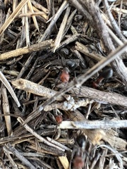 Formica obscuripes